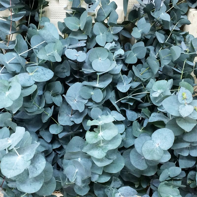 Generic Eucalyptus Seeds Silver Dollar landscape in garden offering shade and focal point.