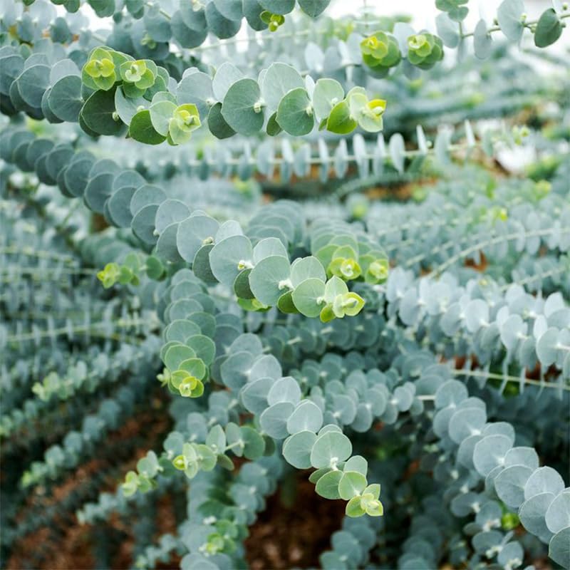 Generic Eucalyptus Seeds Silver Dollar leaves provide silvery foliage and fragrance.
