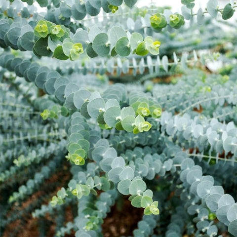 Generic Eucalyptus Seeds Silver Dollar leaves provide silvery foliage and fragrance.