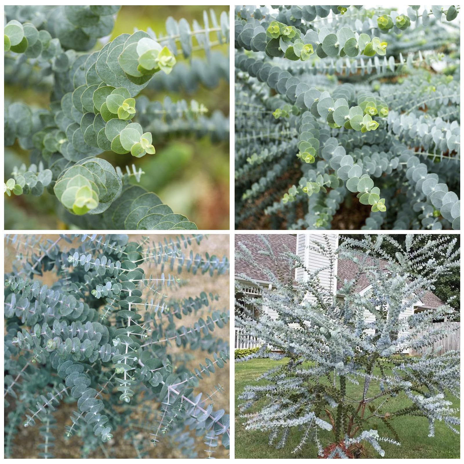 Generic Eucalyptus Seeds Silver Dollar pack for easy planting and home garden use.