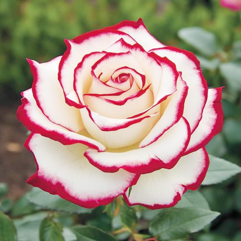 Generic exotic rose seeds dried petals enable versatile floral crafts.