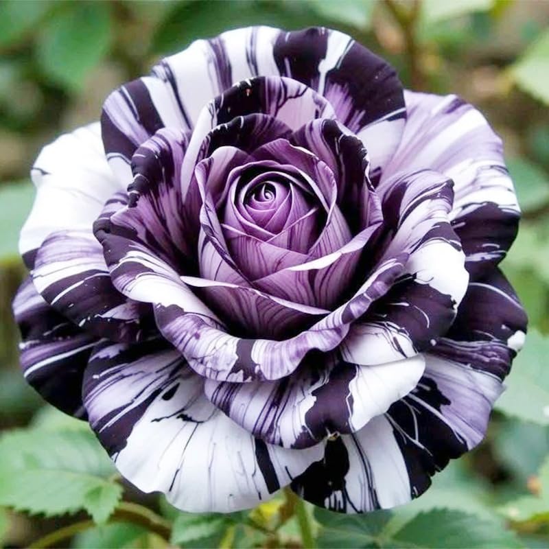 Generic exotic rose seeds garden decor ideas create a striking focal point.