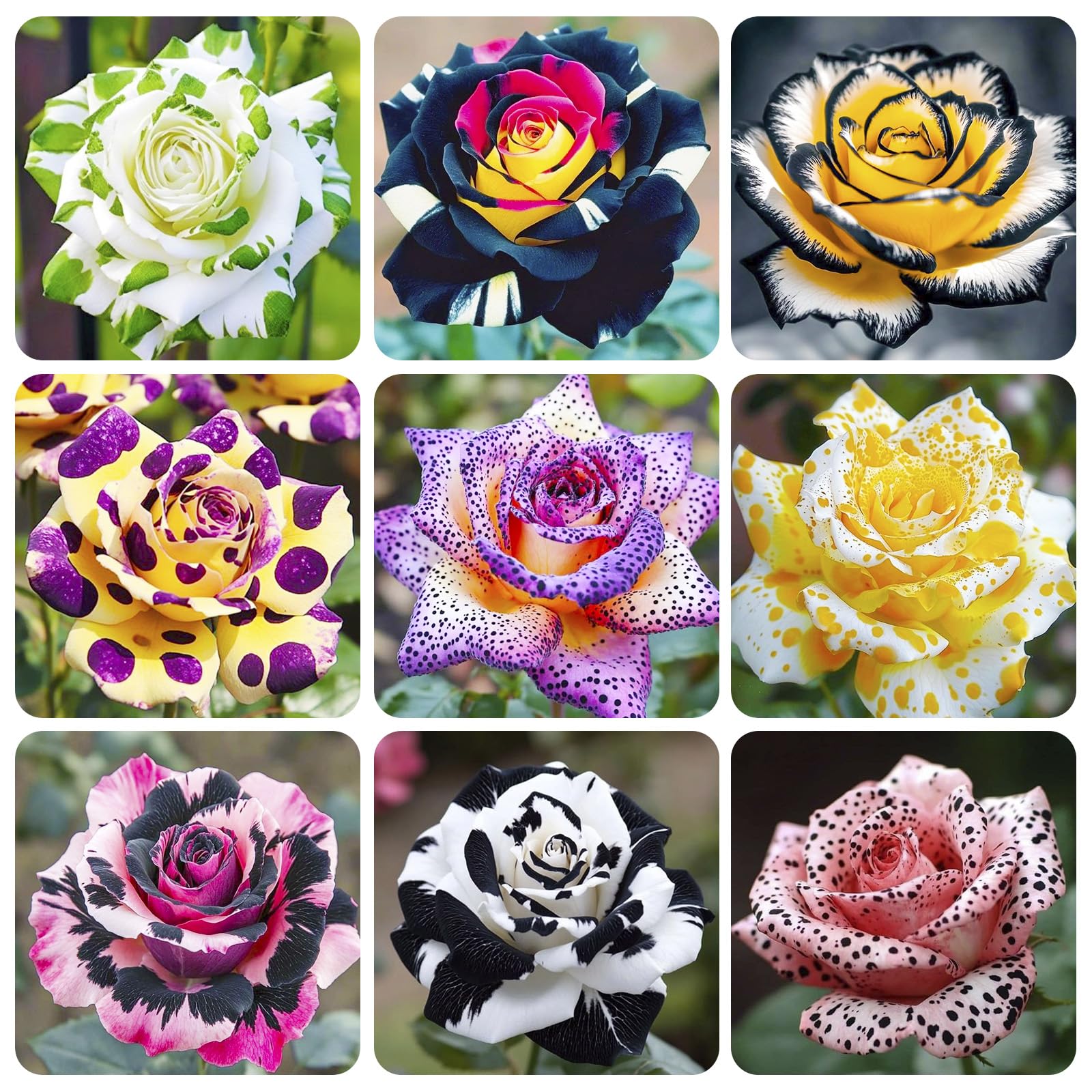 Generic exotic rose seeds packaging enhances curb appeal for outdoor spaces.