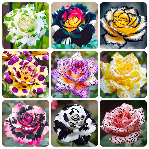 Generic exotic rose seeds packaging enhances curb appeal for outdoor spaces.