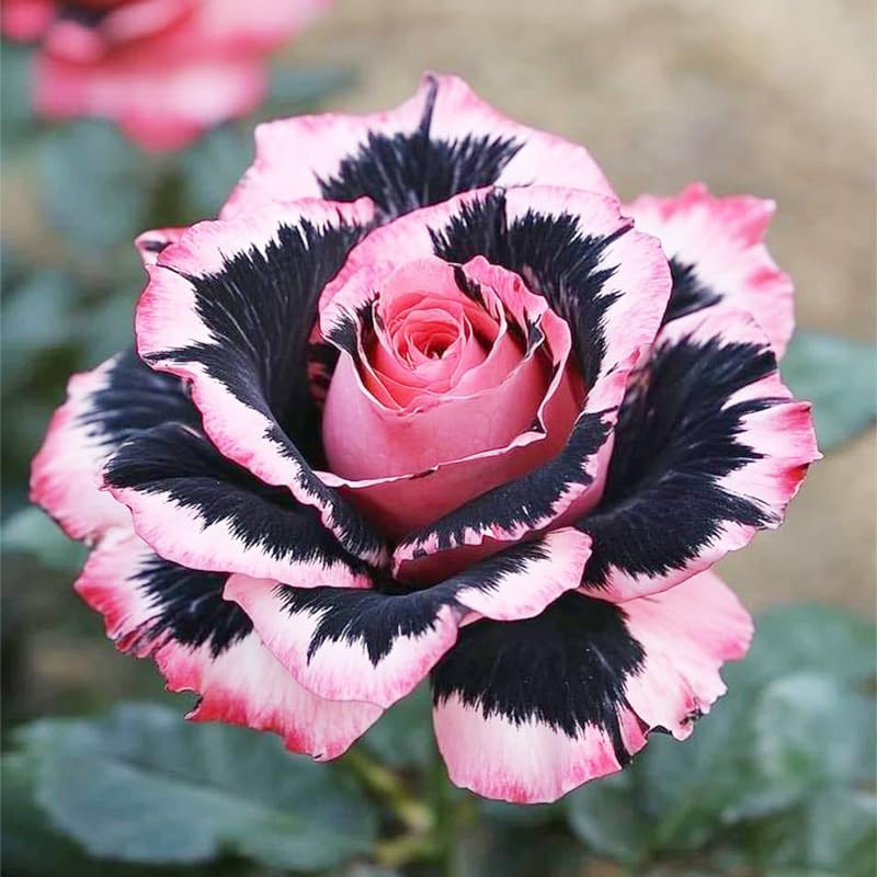 Generic exotic rose seeds seeding process demonstrates easy germination steps.