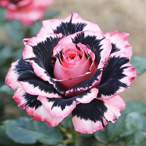 Generic exotic rose seeds seeding process demonstrates easy germination steps.