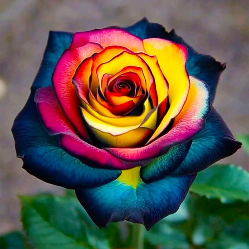 Generic exotic rose seeds stratification prepares robust sprouts.