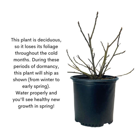 Generic fig plant in container adaptable for patios and small spaces