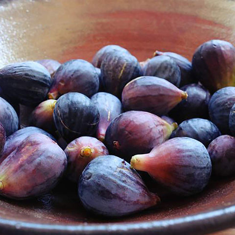 Generic Black Mission figs on tree offering sweet, robust fruit