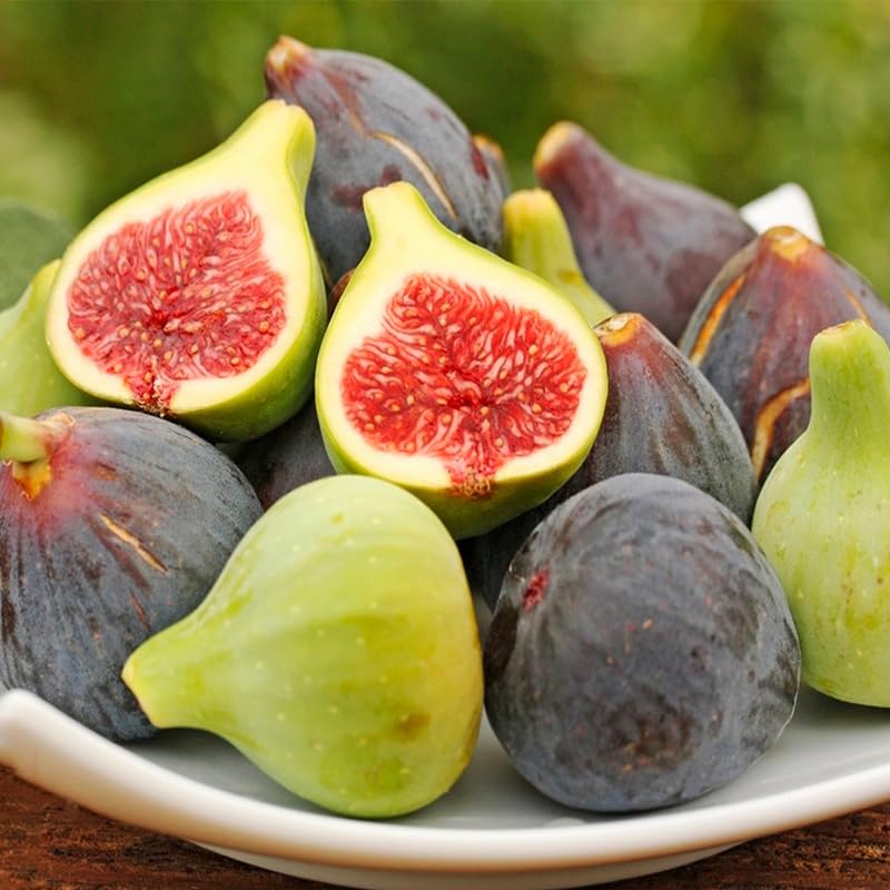 Generic fig fruit harvest closeup showing sweet, juicy figs.