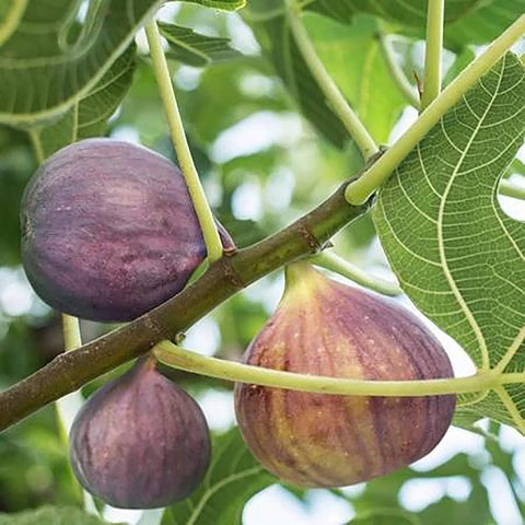 Generic Black Mission fig foliage in spring signaling new growth and fruit potential