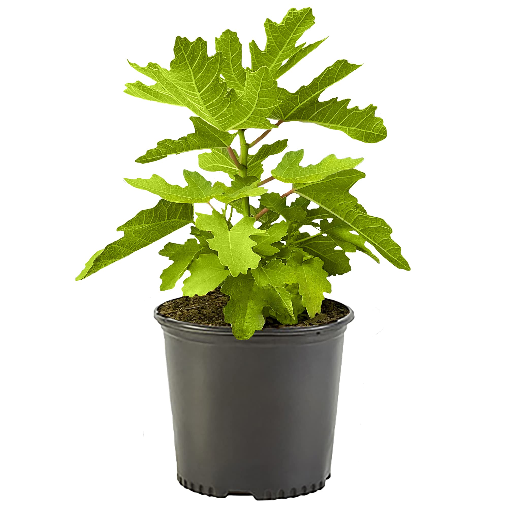Generic Fig 1 Gal Black Mission fig plant in pot ideal for container patios and small gardens