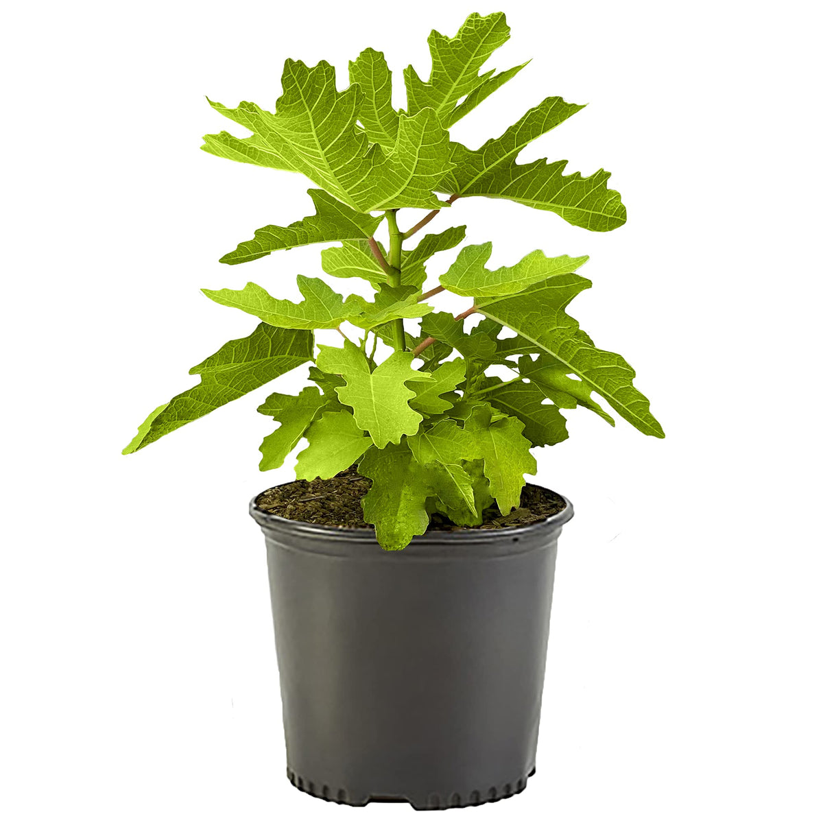 Generic Fig 1 Gal Black Mission fig plant in pot ideal for container patios and small gardens