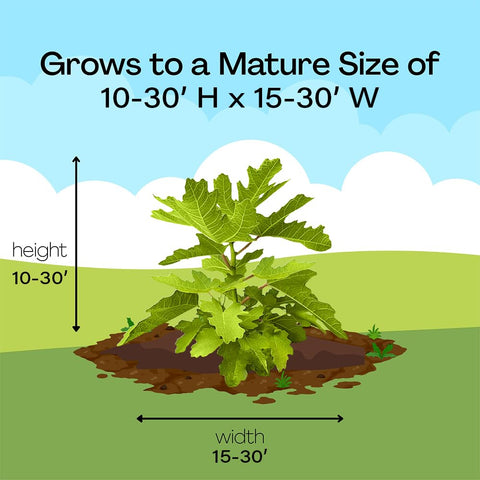 Generic Black Mission fig plant showing spacing and care for optimal health