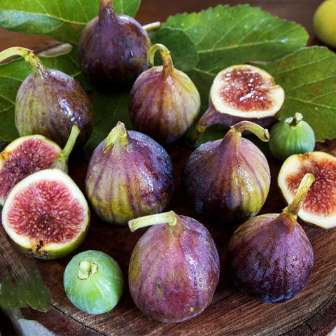 Generic fig seeds planted in soil in a sunny garden setting.