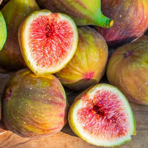 Generic fig seeds soak-before-planting demonstrates pre-sowing hydration for germination.