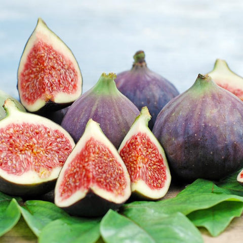 Generic fig tree leaves ornamental adds decorative landscape value.
