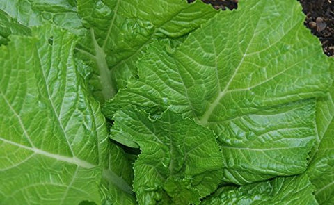 Generic Florida Broadleaf Mustard garden planting, spacing for healthy yields.