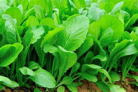 Generic Florida Broadleaf Mustard leaves close-up, vibrant greens for quick harvests.