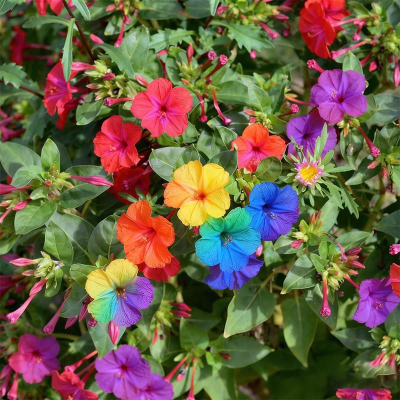Generic Four O'Clock Seeds pack shot showing mix colors for vibrant beds.