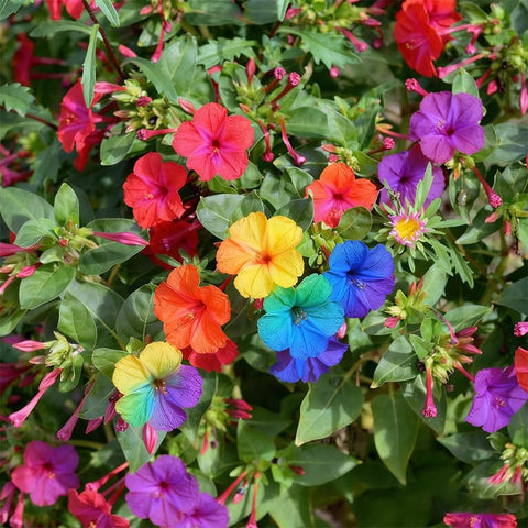 Generic Four O'Clock Seeds pack shot showing mix colors for vibrant beds.