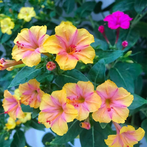 Generic Four O'Clock Seeds planted in pots to brighten balcony displays.