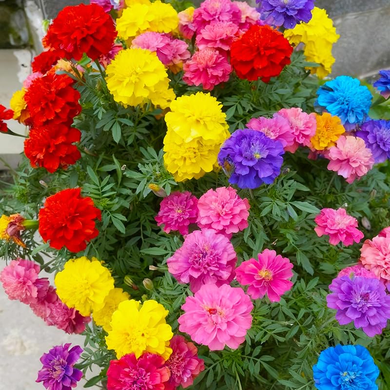 Generic French marigold seed in container highlights compact blooms for balcony color.