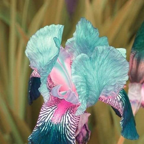 Generic Rare Heirloom Iris Seeds set adds diversity to your garden.