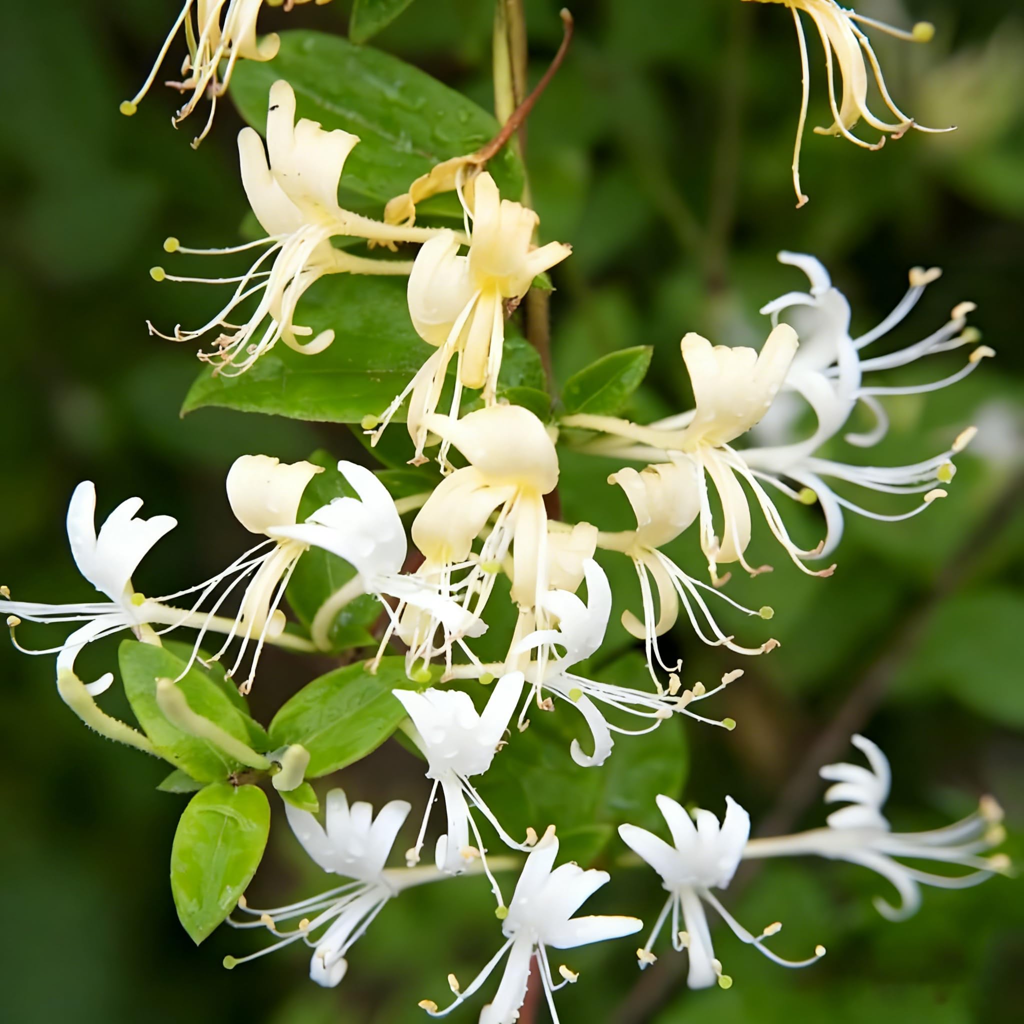 Generic garden privacy-screen honeysuckle demonstrates vertical coverage and scent potential.