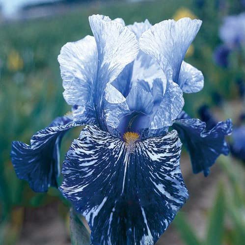 Generic iris seeds garden setup blooms for a lush color display.