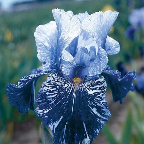 Generic iris seeds garden setup blooms for a lush color display.