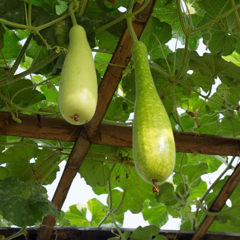 Generic Garden trellis with bottle gourds and lush foliage.