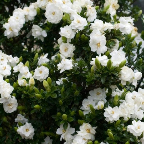 Generic Gardenia seeds requiring acidic soil for glossy evergreen shrubs.