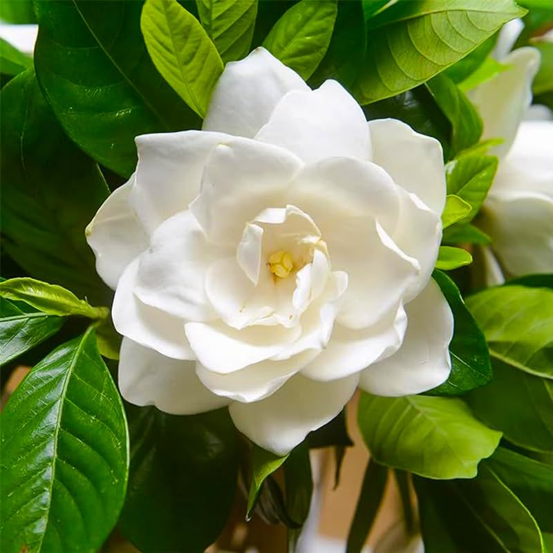 Generic Gardenia Seeds batch visual for home planting and fragrance