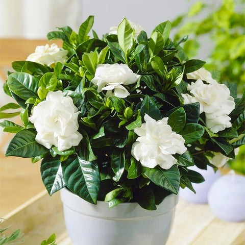 Generic Gardenia Seeds bees pollinators scene demonstrating garden-friendly bloom and pollinator attraction