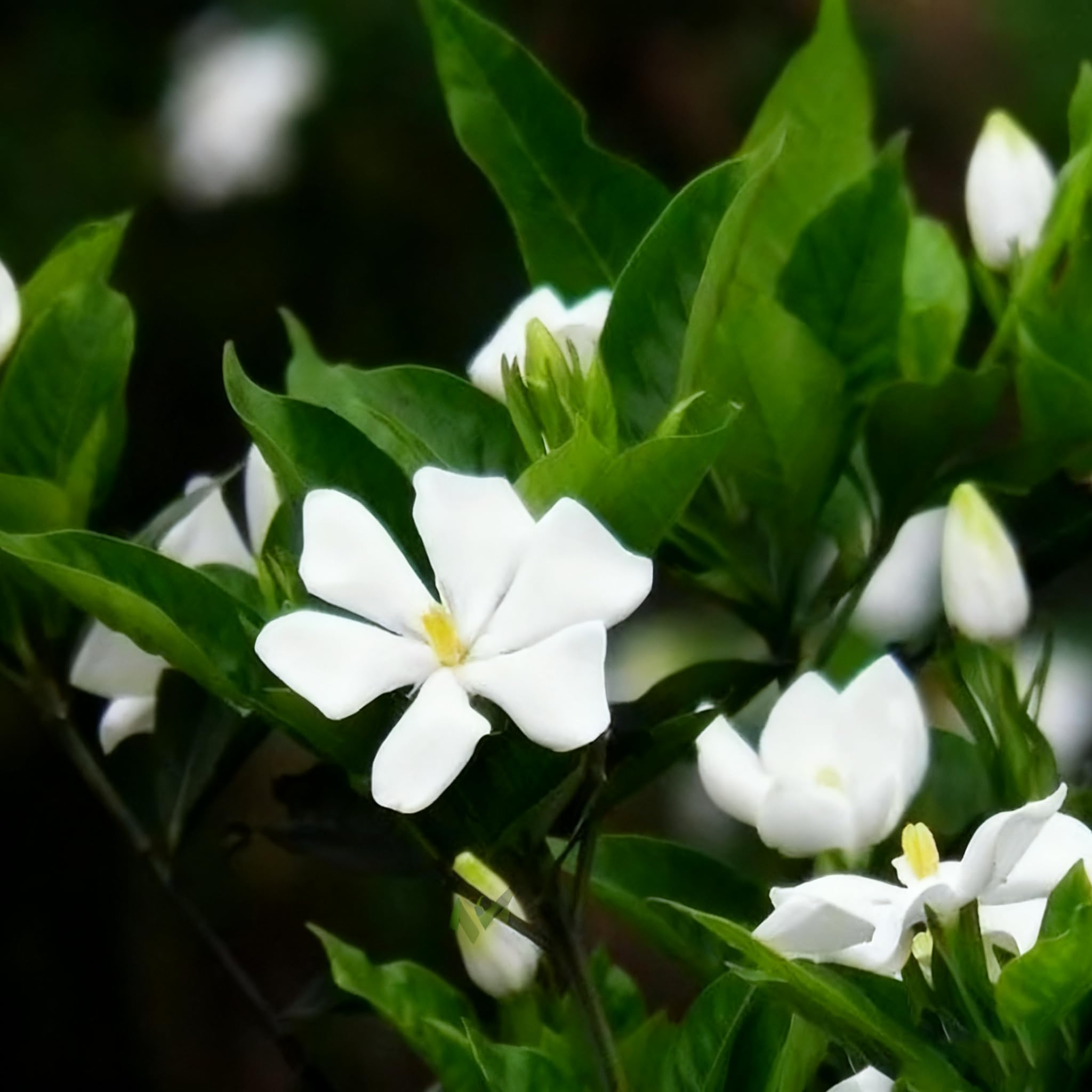 Generic Gardenia seeds budding suggest late-spring perfume.