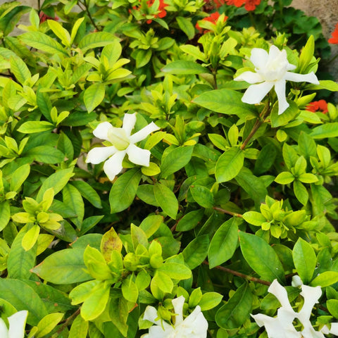 Generic Gardenia seeds bundle indicating high germination potential.