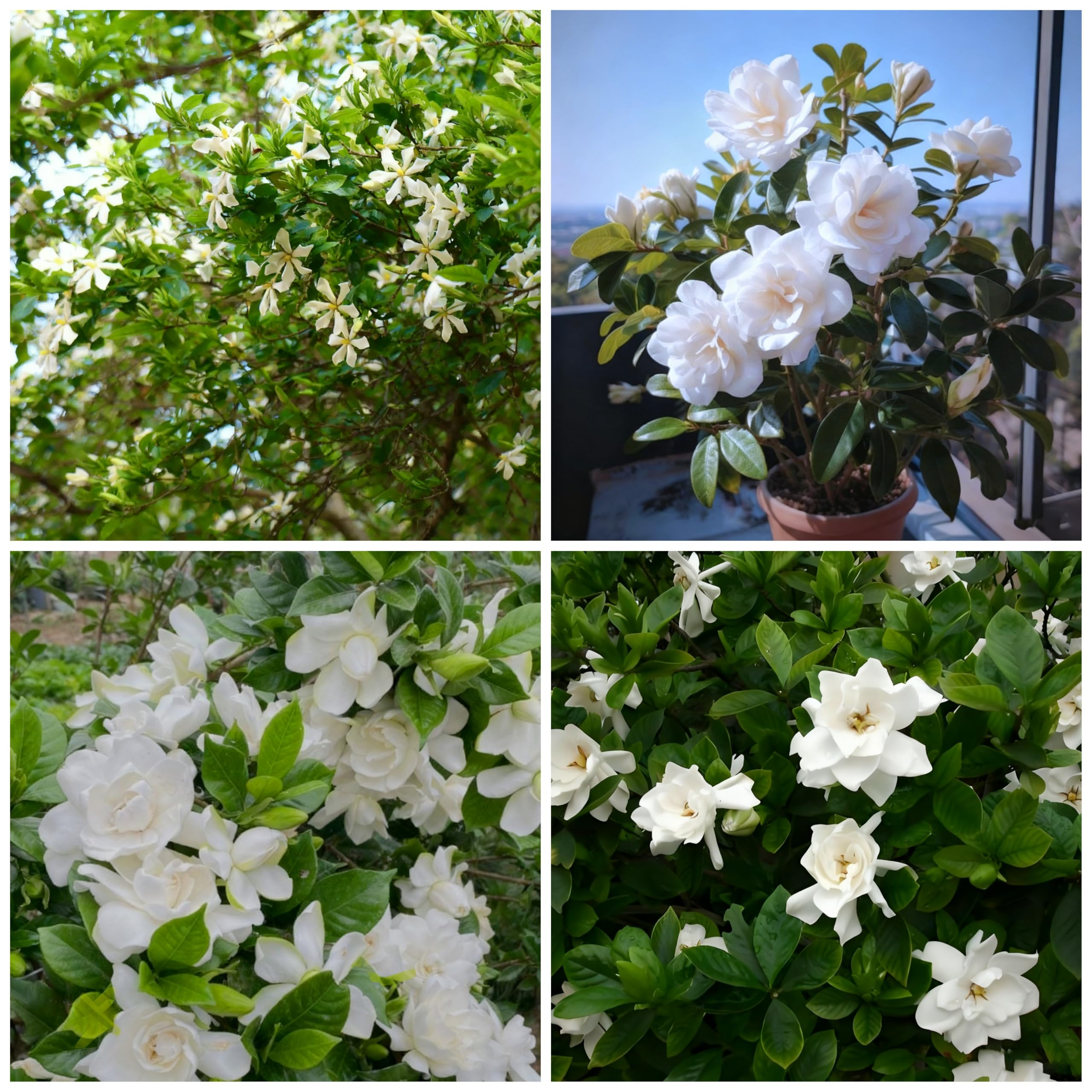 Generic Gardenia seeds closeup hinting at fragrant blooms.