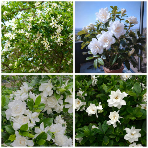 Generic Gardenia seeds closeup hinting at fragrant blooms.