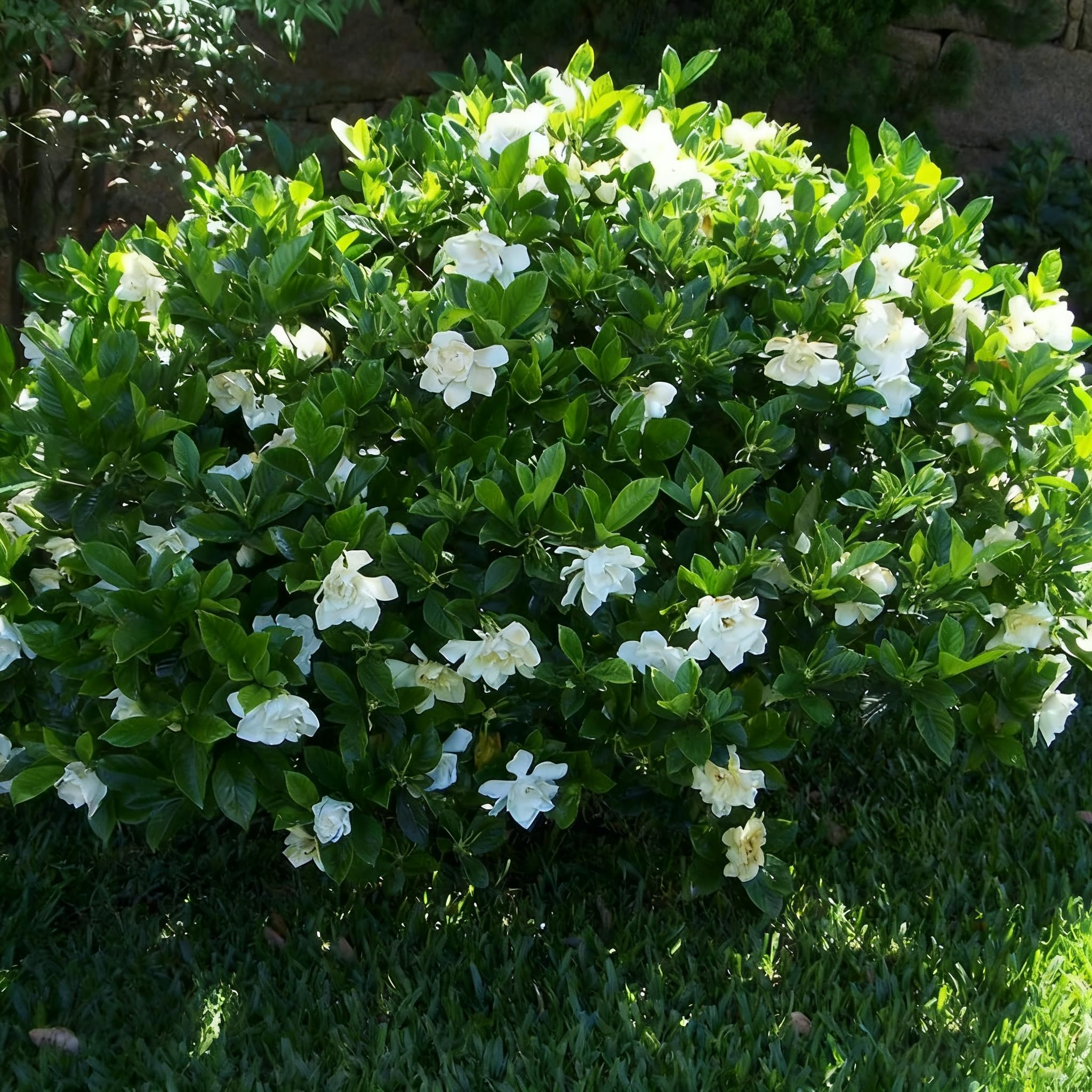 Generic Gardenia seeds thriving in a container for balconies.