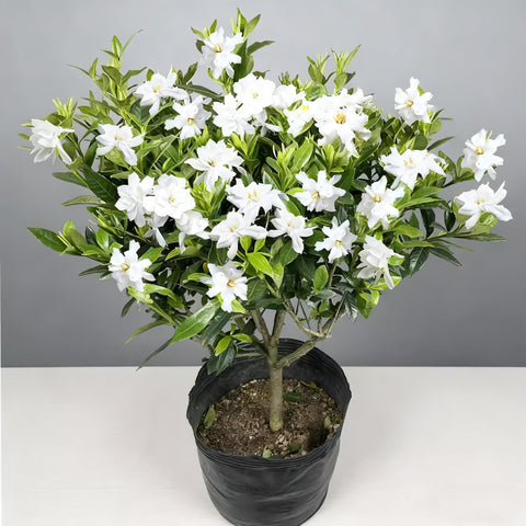 Generic Gardenia seeds in container setup for warm-climate gardeners.