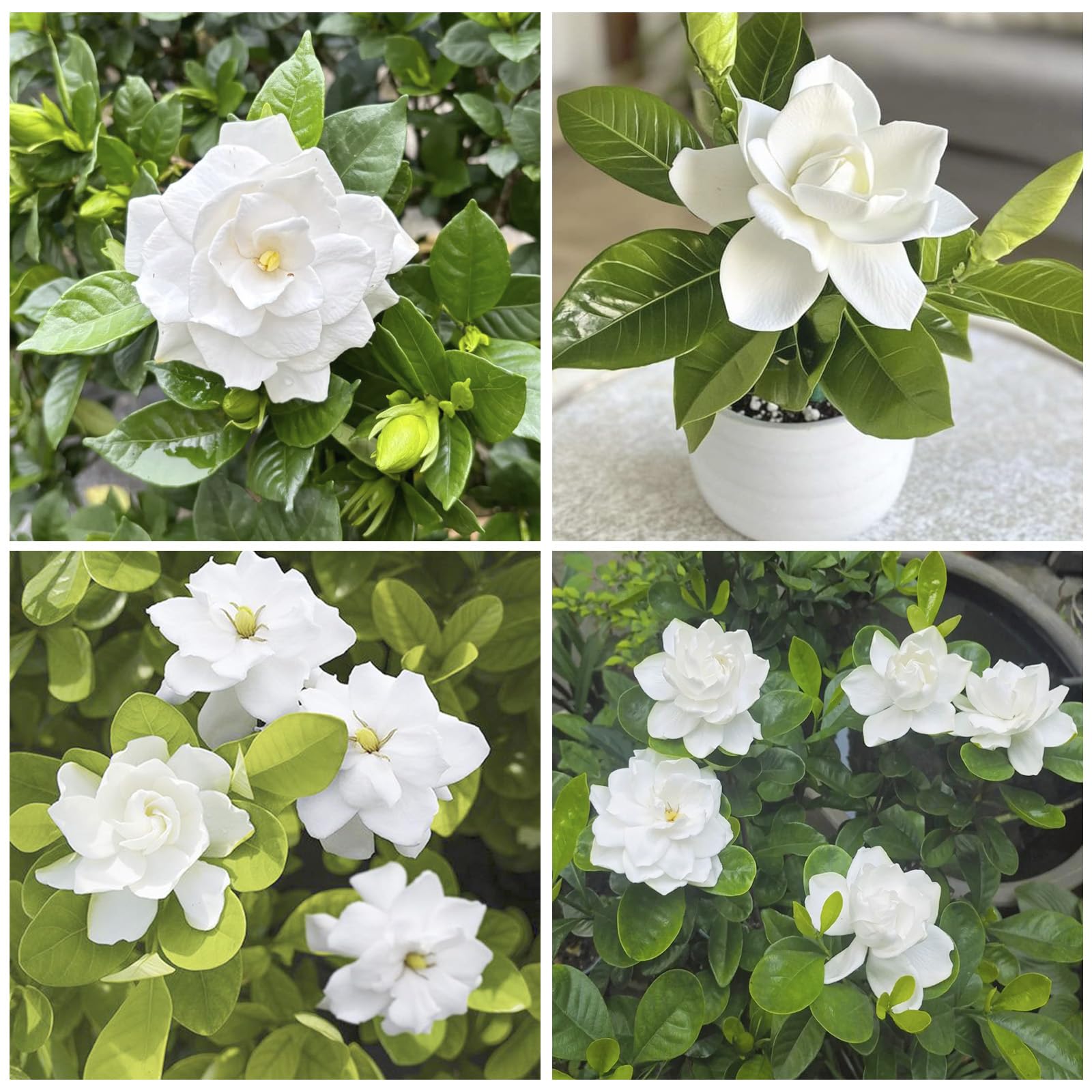Generic Gardenia Seeds flowers closeup showing creamy-white blooms for elegant arrangements