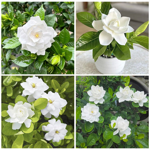 Generic Gardenia Seeds flowers closeup showing creamy-white blooms for elegant arrangements