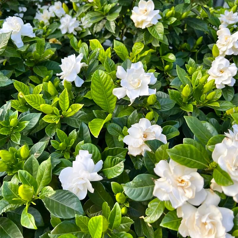 Generic Gardenia Seeds leaves glossy view highlighting evergreen foliage for year-round structure