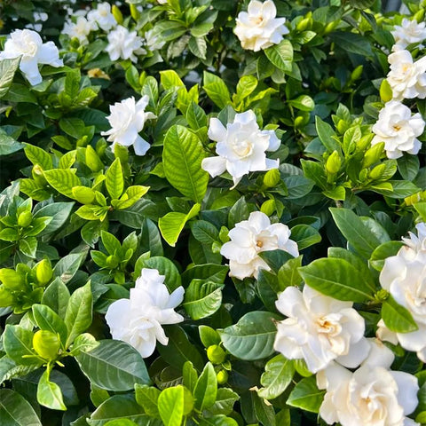 Generic Gardenia Seeds leaves glossy view highlighting evergreen foliage for year-round structure