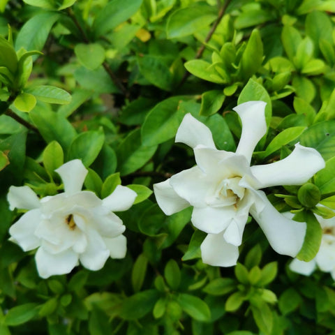 Generic Gardenia seeds in packet ready for planting and fragrance.