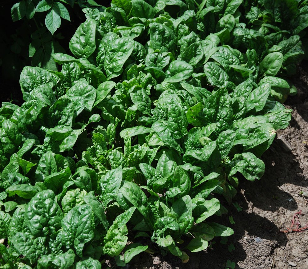 Generic Giant Noble Spinach leaves closeup highlights the bold, lush foliage ideal for fresh harvests.