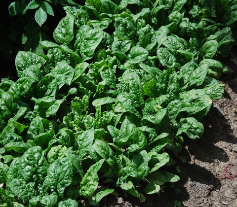 Generic Giant Noble Spinach leaves closeup highlights the bold, lush foliage ideal for fresh harvests.