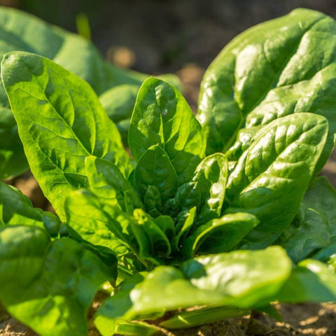 Generic Giant Noble Spinach seeds pack showcases premium seeds for a bountiful home garden, great for beginners.