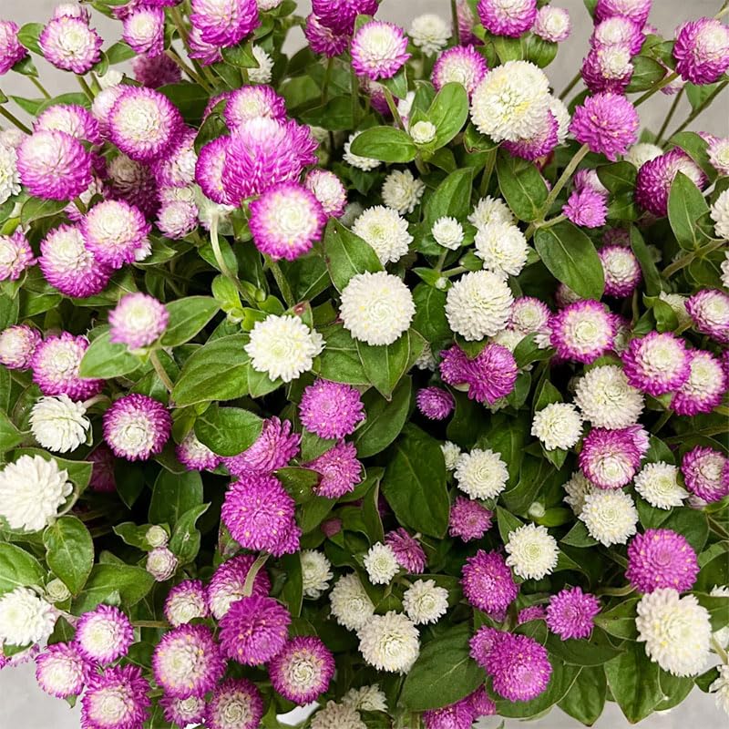 Generic globe amaranth blooms up close show sturdy stems and lasting color